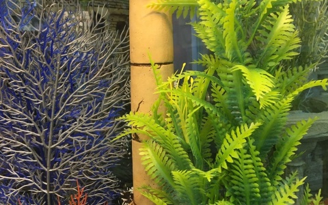 Растения и декорации для аквариума
